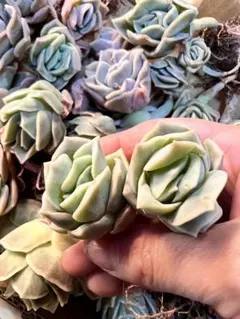 ウーロン♡様 リクエスト 3点 まとめ商品