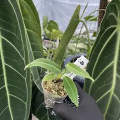 mm09maki様 リクエスト 3点 まとめ商品