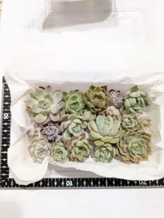 エケベリア　韓国苗　交雑新種　多肉植物　多肉弁当　多肉寄せ植えセット　カット苗