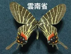 タカネキマダラセセリ♂♀標本★上宝村岐阜県産★美麗標本・規制以前採集品 貴重 最終価格‼️タカネキマダラセセリ♂♀標本☆上宝村岐阜県産☆美麗
