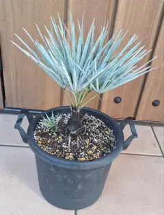 2026年最新】チャメロプスの人気アイテム - メルカリ