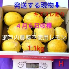 H ４月６日収穫 新鮮！瀬戸内の農薬不使用レモン　キズスレあり