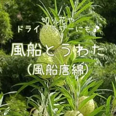 【風船とうわたのタネ】20粒 種子 種 フウセントウワタ 風船唐綿 切り花にものサムネイル