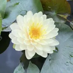 fmwsb010様 リクエスト 2点 まとめ商品