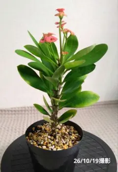 ユーフォルビア ミリー 花キリン ④ 切苗大 水挿し発根済