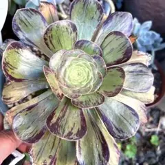 アエオニウム 多肉植物 レア ブードゥー ブラックシルキー 約16cm 抜き