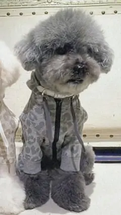 Item thumbnail for item ce897492-e3ad-433c-b339-7203b9412002