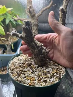 2026年最新】オペルクリカリア パキプスの人気アイテム - メルカリ