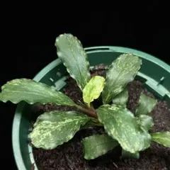 たろんぼ様 リクエスト 4点 まとめ商品