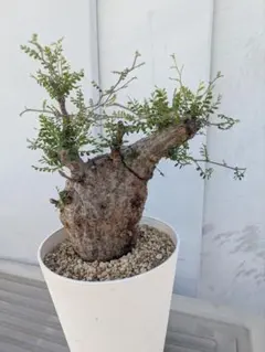 2026年最新】パキプス 現地の人気アイテム - メルカリ