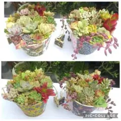 ❤️多肉植物そのまま飾れる❤️韓国鉢 お花柄柄とあひるとお家柄2点