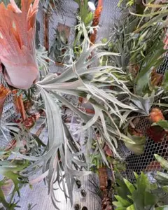 P.willinckii cv.Baileyi Thin ILF 高崎ファーム P. Willinckii cv. Baileyi Thin ビカクシダ/コウモリラン | artPLANTs