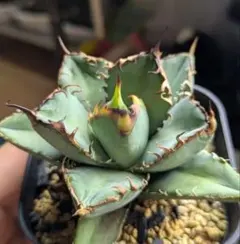 アガベ　オアハカ実生　子株【T Plants Labo】 アガベ オアハカ実生 子株【T Plants Labo】