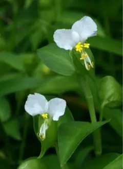 p*y様 シャクヤク 芍薬 芽出し苗 ホワイトピーチ - メルカリ