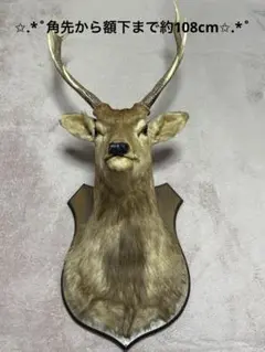 2025年最新】鹿剥製の人気アイテム - メルカリ
