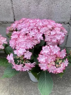 ☆塩原花園☆新品種☆ザクロ 超レア☆4.5号鉢☆ - メルカリ