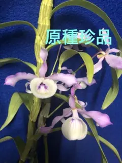 T. straminea 'Deep Purple'(しばらく出品はありません) - メルカリ