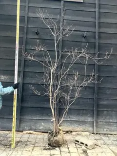 2026年最新】山採り ミツバツツジの人気アイテム - メルカリ