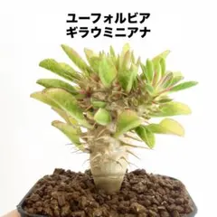 ユーフォルビア ギラウミニアナ 実生 塊根植物
