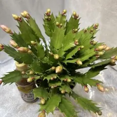 とりこ様 リクエスト 3点 まとめ商品