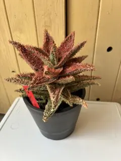 omochi8346様 リクエスト 2点 まとめ商品　速達込み