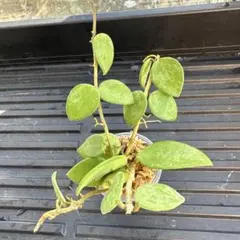【メルカリ便】ホヤ ヌンムラリオイデス　ホヤ　カリン　観葉植物