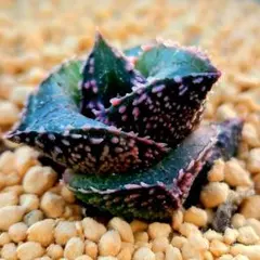 2984 雷燐 ダルマピンク　多肉植物 ハオルチア アロエのサムネイル