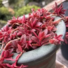 多肉植物＊紅葉祭り＊抜き苗＊ - メルカリ
