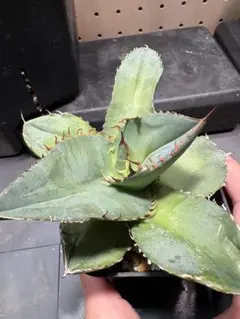 2026年最新】品種名：チタノタ・ジャガーノート(破壊神) アガベの人気