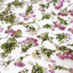 Item thumbnail for item af8038a4-9fc9-475d-87c5-3ffbe8f4b9da