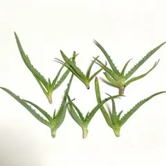 キダチアロエ 約30㎝ 2本 発根済みカット苗多肉植物 現品☆カット苗☆キダチアロエ - メルカリ