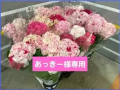 売り尽くし 新品種 紫陽花 アジサイ 那由多 なゆた 4号 ブルー 現物 14