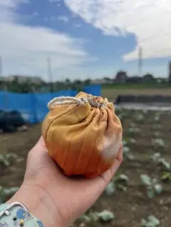 玉ねぎの巾着