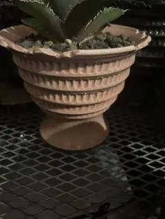 陶器鉢　狂鉢　アガベ　サボテン　コピアポア　グラキリス 陶器鉢 狂鉢 アガベ サボテン コピアポア グラキリス 植物