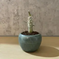 パキポディウム　アンボンゲンセ　良型　鉢ごとメルカリ便② パキポディウム アンボンゲンセ 良型 鉢ごとメルカリ便②