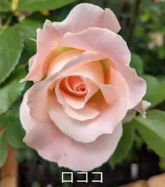 りょー様 リクエスト 2点 まとめ商品