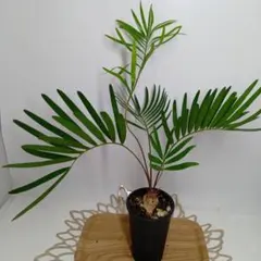 2025年最新】ザミア フロリダーナの人気アイテム - メルカリ