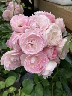 アプリコット色の薔薇苗 イングリッシュローズ ロゼット咲 ネコポス