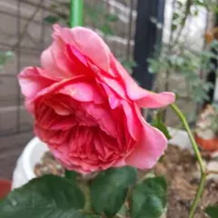 MONAKA様 リクエスト 2点 まとめ商品