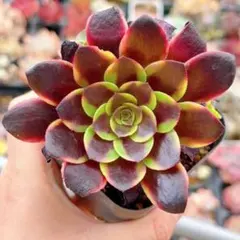 スーパーバン 多肉植物 アエオニウム 抜き苗 - メルカリ
