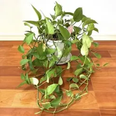 ふっきー♡ポトステルノ３種植え他計4点♡お鉢ごとメルカリ便 ふっきー様専用♡ポトステルノ3種植え他計4点♡お鉢ごと