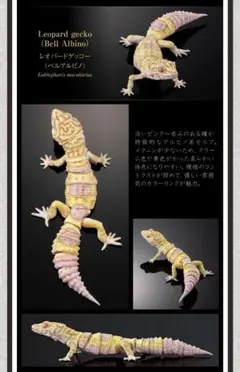 いきもの大図鑑アドバンス【レオパードゲッコー(ベルアルビノ)】
