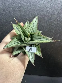 スーさん様 リクエスト 2点 まとめ商品