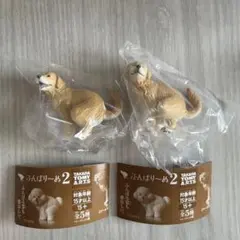 ふんばりーぬ ゴールデンレトリバー シークレット