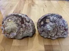 夜光貝　2個　1.8キロ　Dのサムネイル