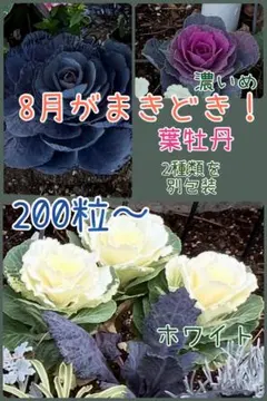 葉牡丹2種類セット（別包装）200粒のサムネイル