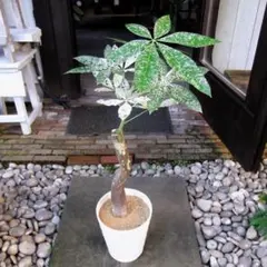 2025年最新】斑入り パキラの人気アイテム - メルカリ