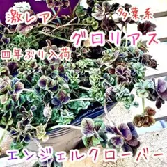 天使のドレス エンジェルクローバー 苗 GLORIOUS グロリアス
