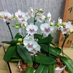 椎名洋蘭⭐️PREMIUM⭐️ゲイシャワルツ3株一鉢 - メルカリ