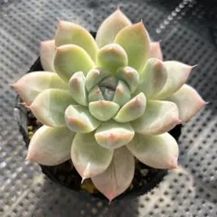 多肉植物No.127 アルバローズ　9センチポット